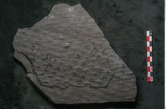 Foto (Detailansicht) von Lepidodendron veltheimiamum Sternbg. (NHMW-GEO-2024-0188-11033)